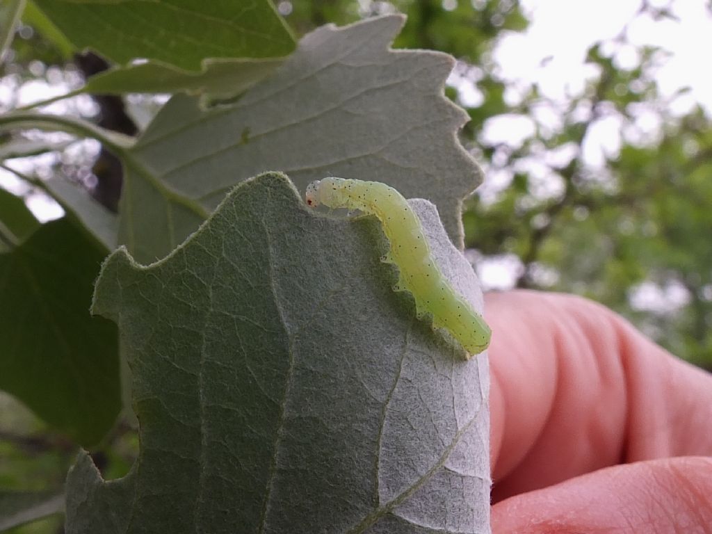 Bruchetto verde chiaro su Populus da identificare